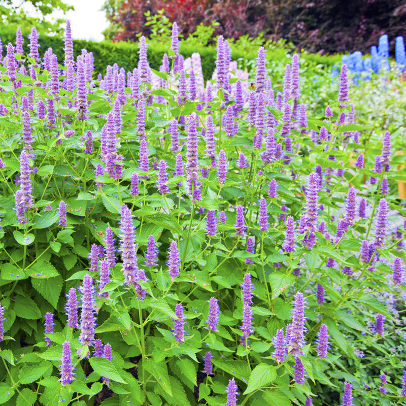 😍Last Day Sale - 60% OFF✨Anise Hyssop Herb Flower Heirloom Seeds