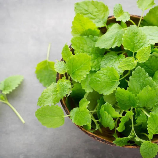 😍Last Day Sale - 60% OFF✨Lemon Balm Seeds