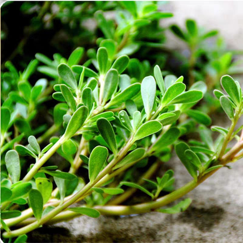 😍Last Day Sale - 60% OFF✨Purslane Seeds - Green