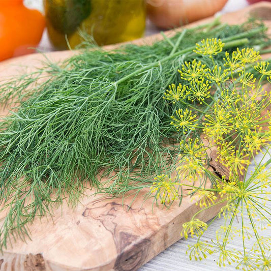 😍Last Day Sale - 60% OFF✨Dill Seeds