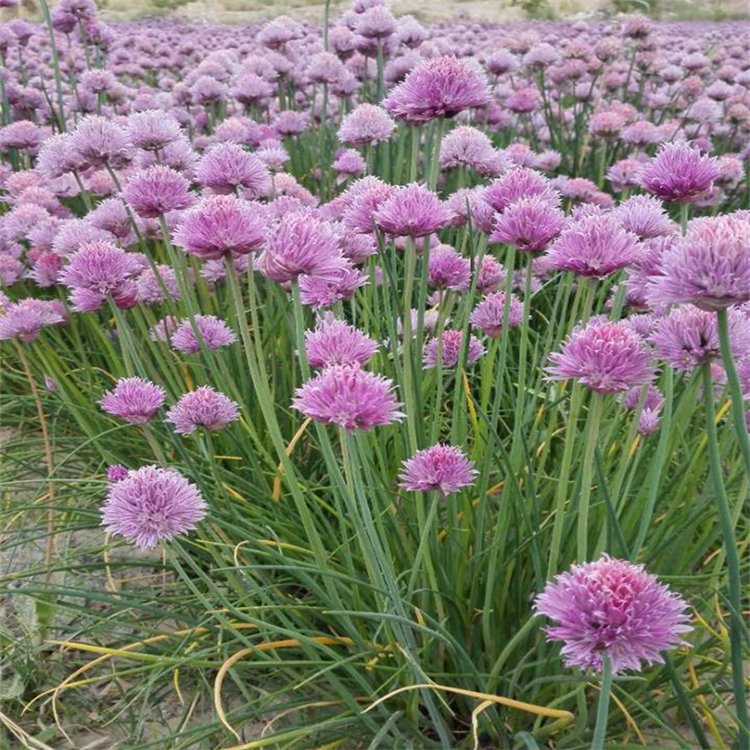 😍Last Day Sale - 60% OFF✨Organic Chives Seeds