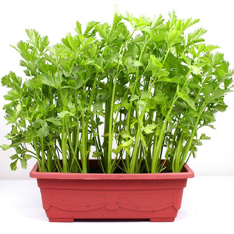 😍Last Day Sale - 60% OFF✨ Organic Parsley Seeds