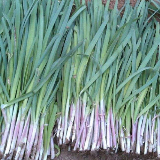 Red Root Chives Seeds