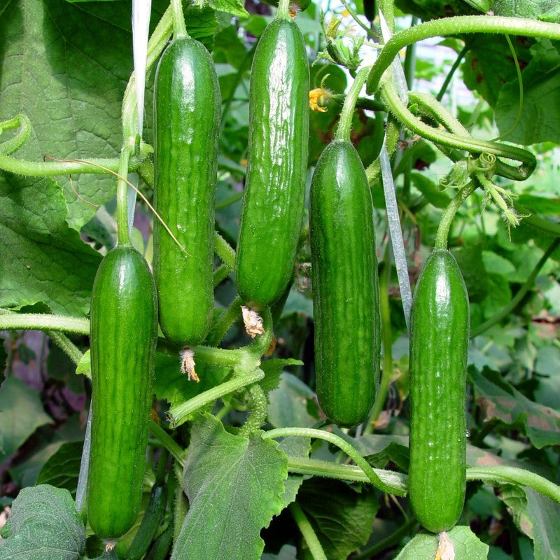 Thornless Fruit Cucumber Seeds