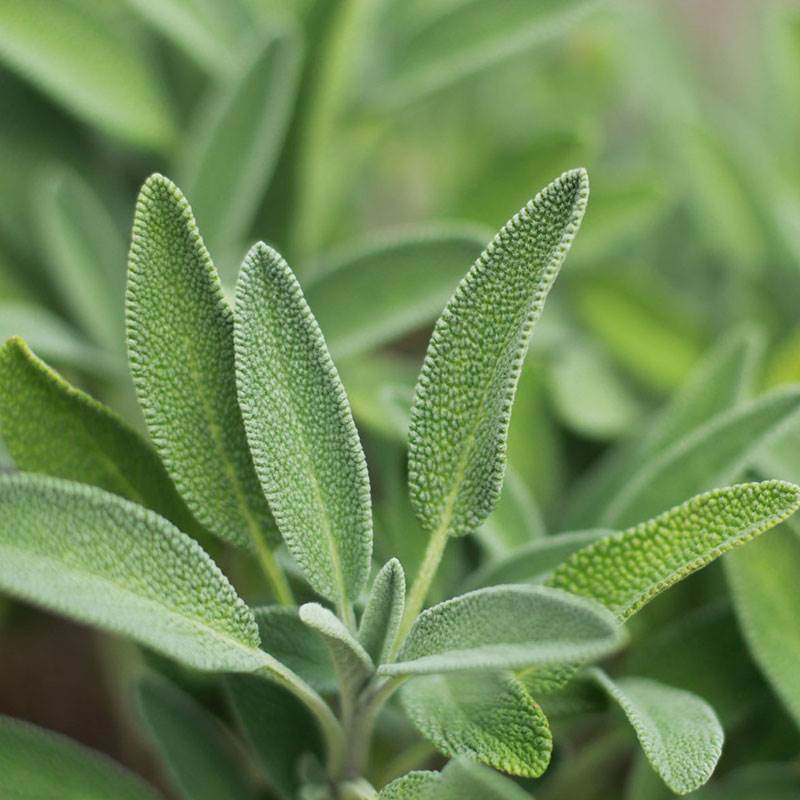 😍Last Day Sale - 60% OFF✨Organic Sage Seeds