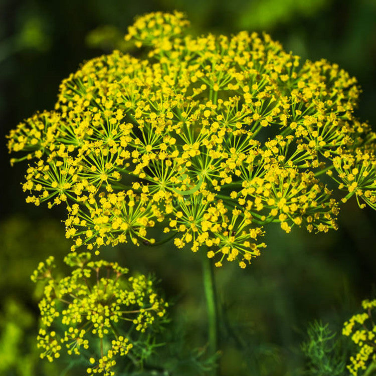 😍Last Day Sale - 60% OFF✨Dill Seeds