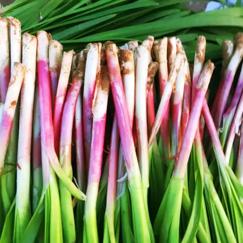 Red Root Chives Seeds