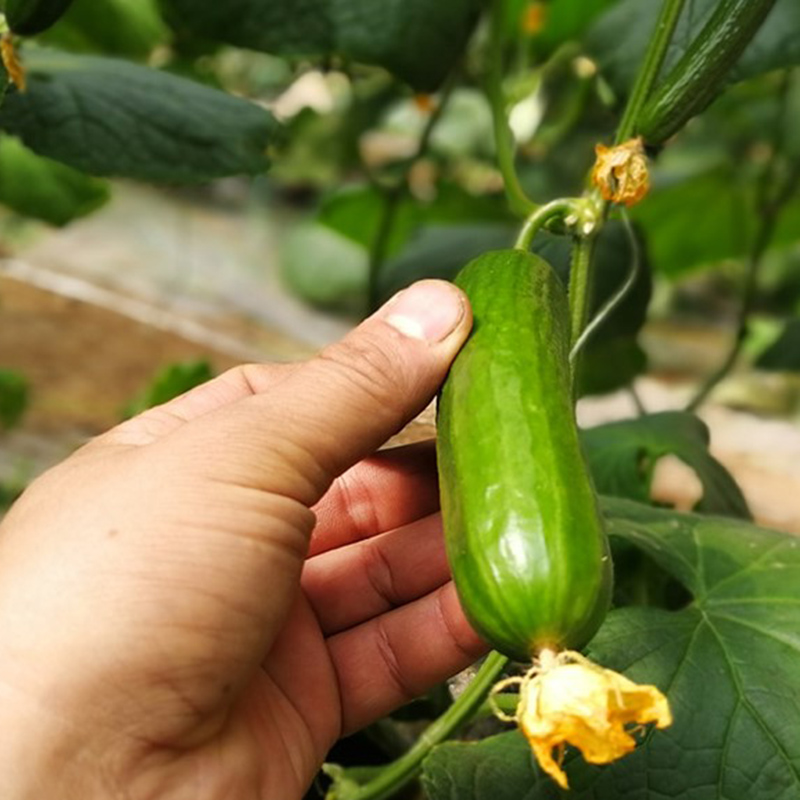 Thornless Fruit Cucumber Seeds