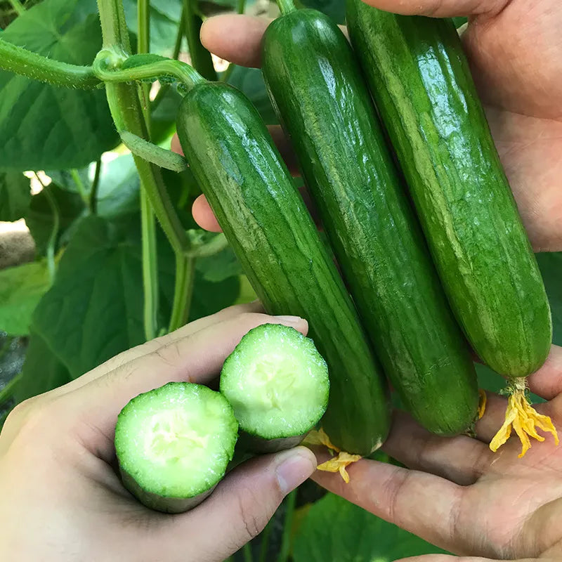 Thornless Fruit Cucumber Seeds