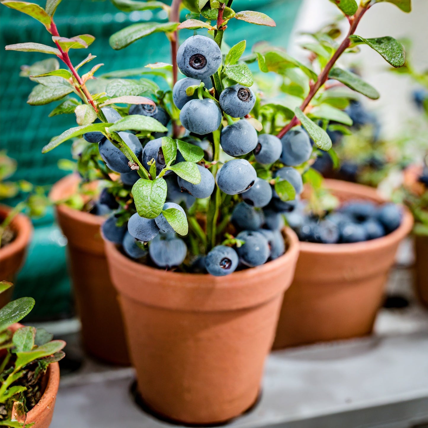 🫐King of Berries🫐 - 🔥Giant Blueberry Fruit Seeds🔥 - Four Seasons Plants