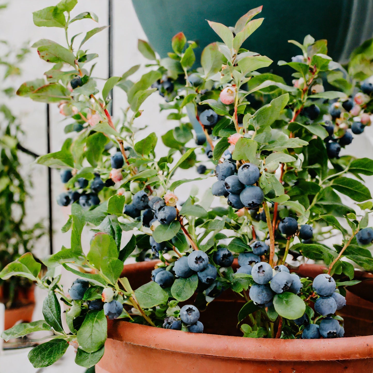 🫐King of Berries🫐 - 🔥Giant Blueberry Fruit Seeds🔥 - Four Seasons Plants