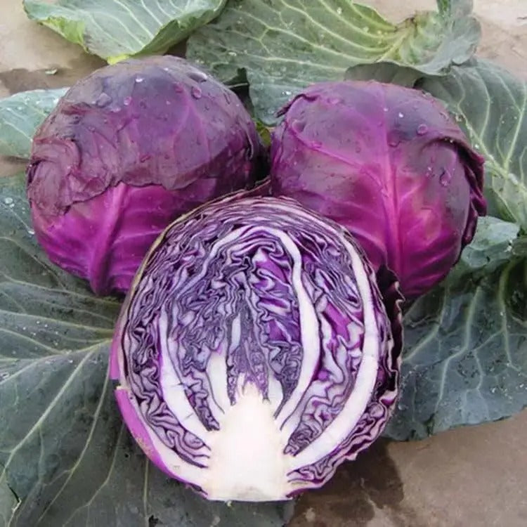 Purple Cabbage Seeds