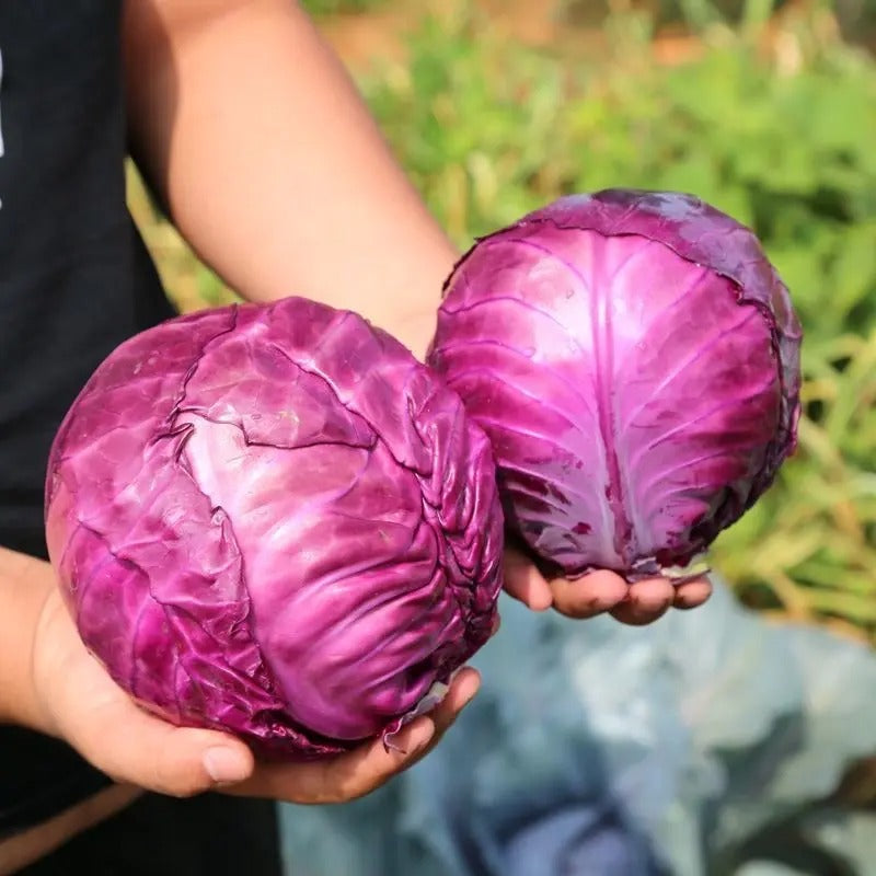 Purple Cabbage Seeds