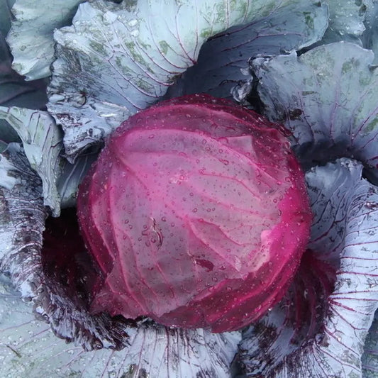 Purple Cabbage Seeds