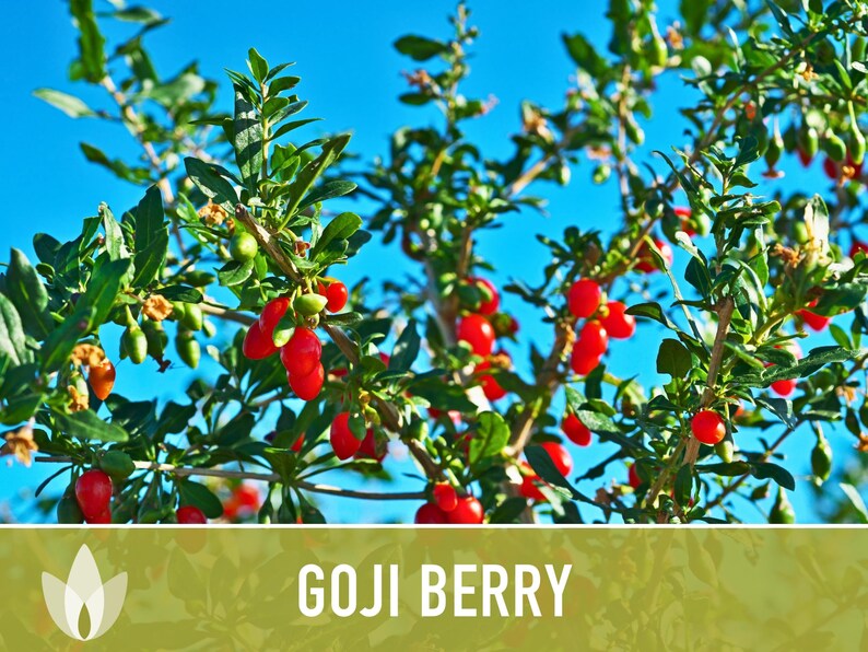 😍Last day sale - 60% off✨Goji seeds - heirloom seeds, medicinal plants, non-GMO