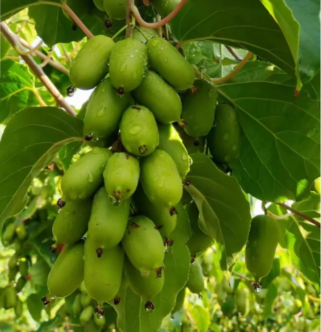 🥝Kiwi Seeds🥝🥝