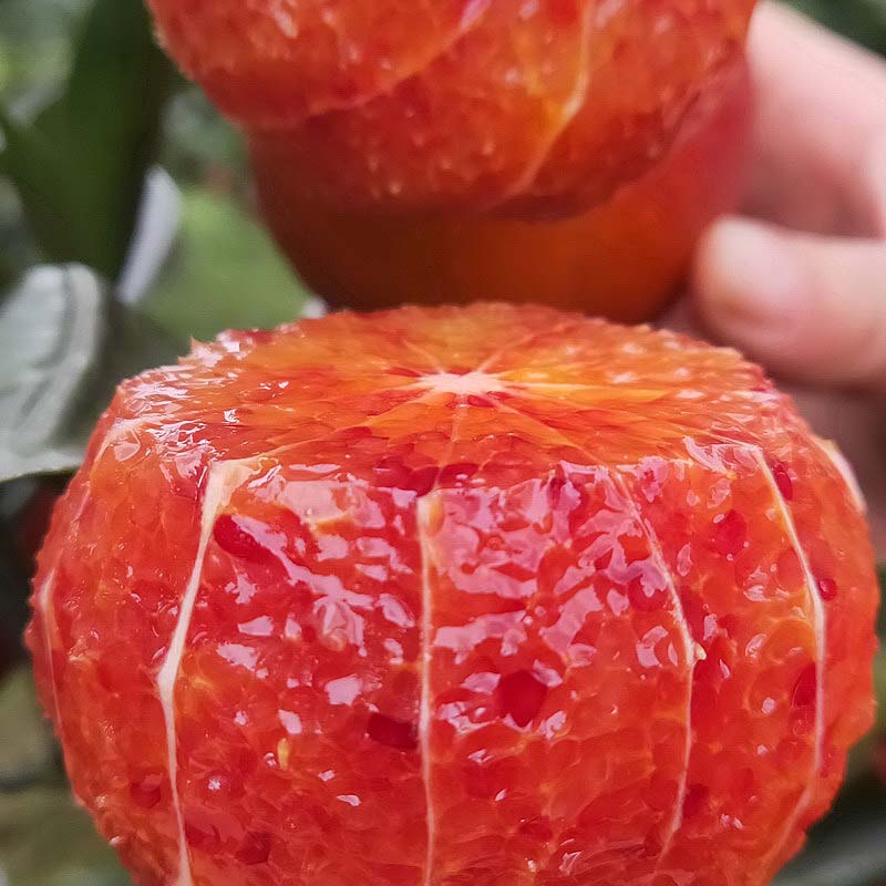 🍊Red Flesh Blood Orange Seeds(Can be potted)