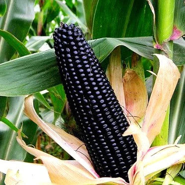 Purple Corn Seeds-Organic Maiz Morado