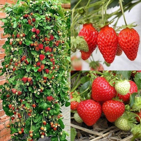 Climbing Strawberry Tree Seeds