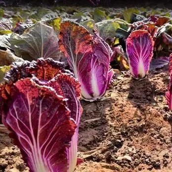 Organic Purple Cabbage Seeds