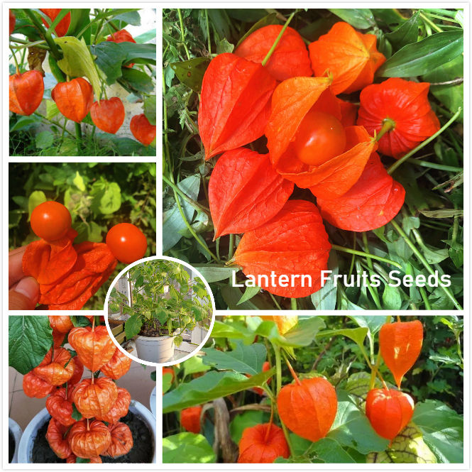 🍒Golden Berry Seeds Lantern Fruit Seeds—Golden Fruit