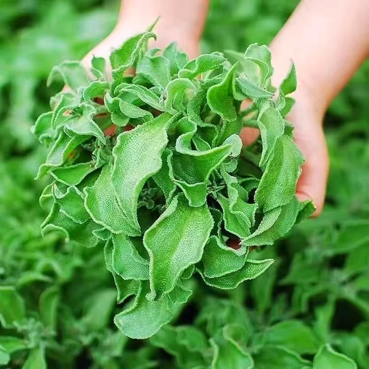 😍Last Day Sale - 60% OFF✨Crystal Ice Plant Seeds