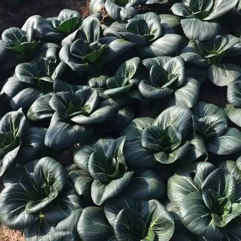 Black leaf Cabbage Seeds