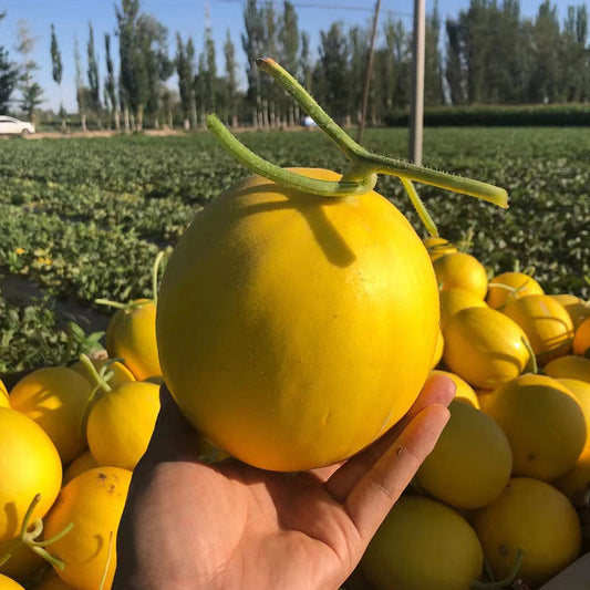 Golden Honey Melon Seeds