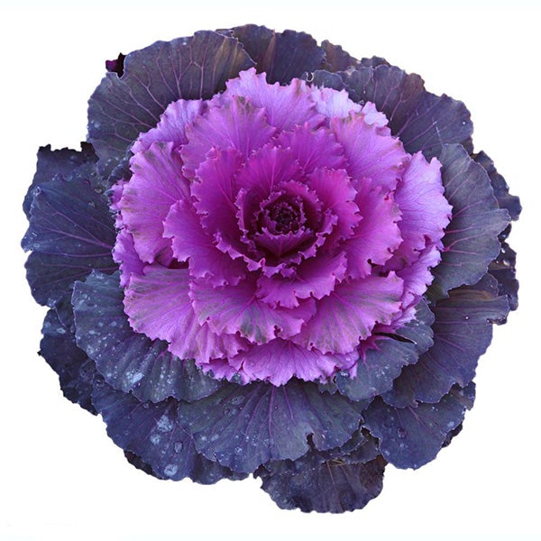 Purple Kale Seeds