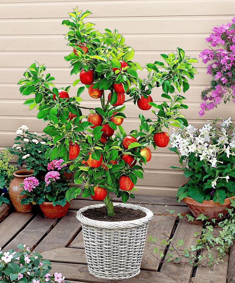 Scarlet Sentinel Columnar Apple Tree Seeds