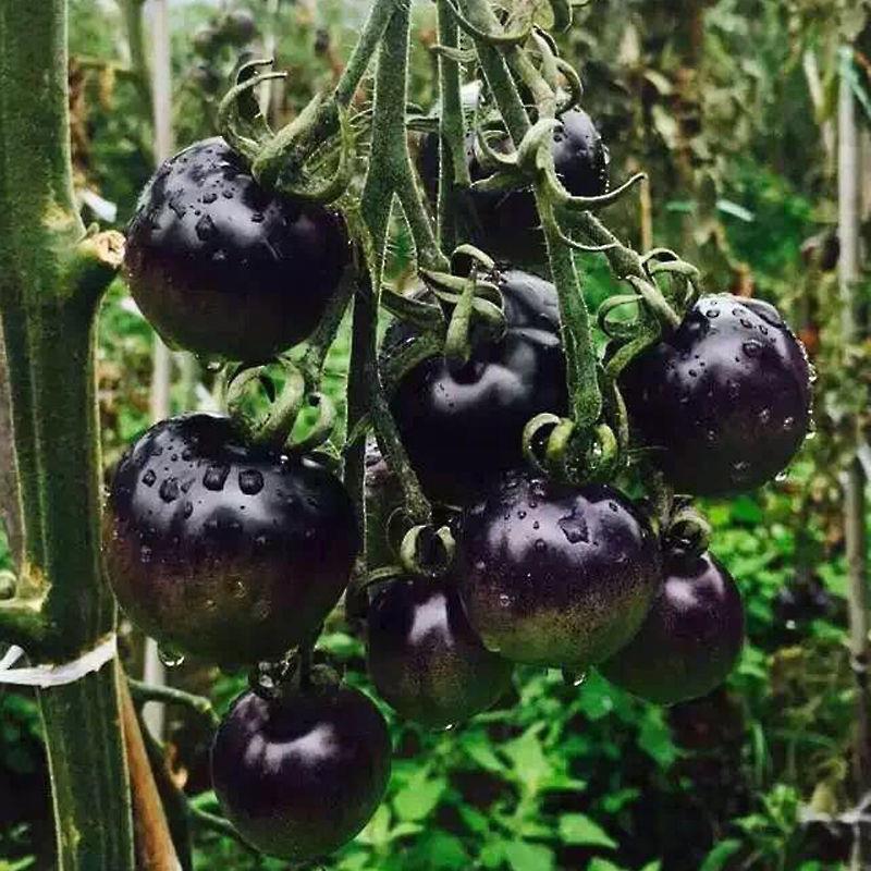 Rare Black Tomato Seeds