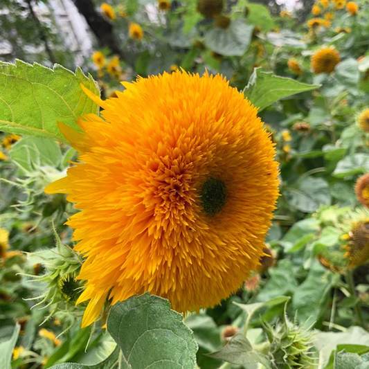 🌻🌻Teddy Bear Sunflower Seeds