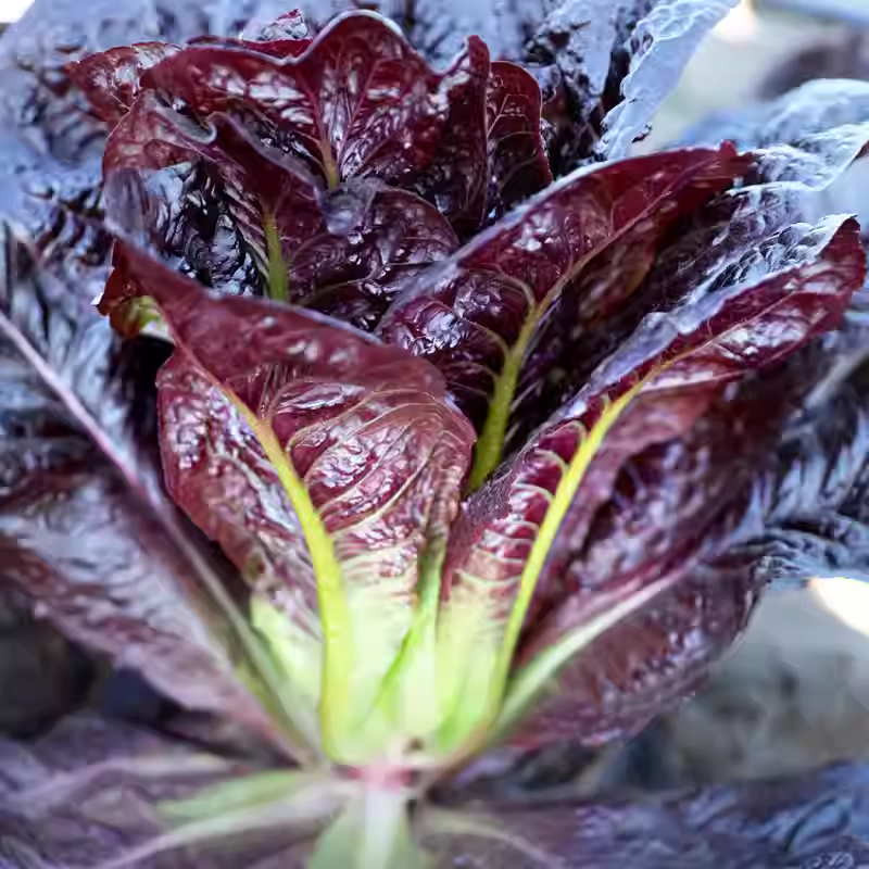 Coffee Leaf lettuce Seeds-Harvest Within 30 days-Fewer pests