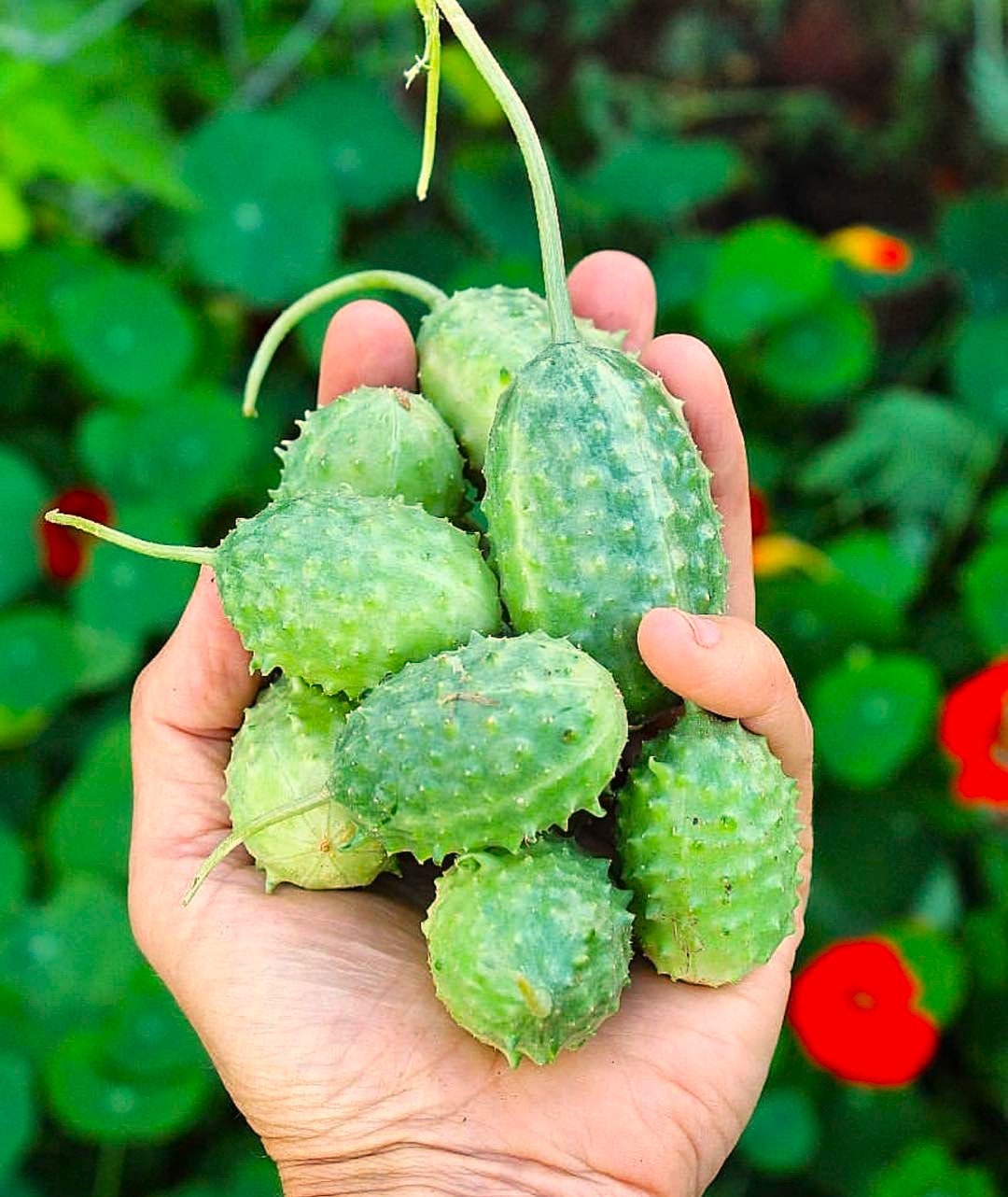 West Indian Gherkin Cucumber Seeds