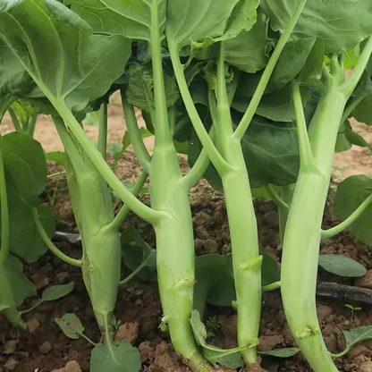 Big chicken leg kale Seeds