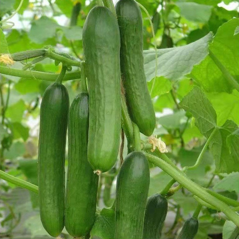 Thornless Fruit Cucumber Seeds