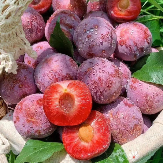 Blood Plum Sanhua Plum Seeds