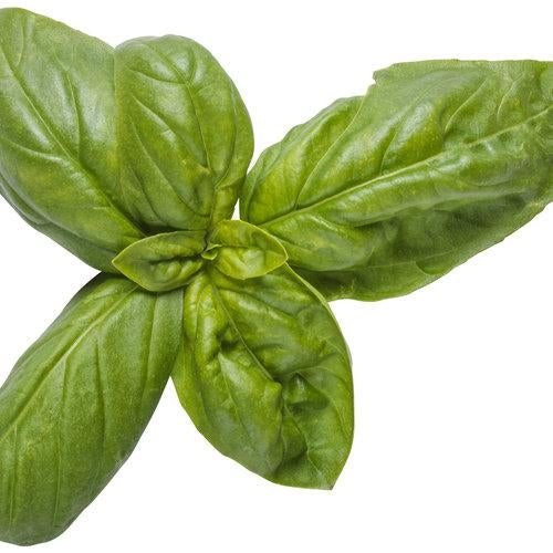 🌱Pesto Besto Sweet Italian Basil