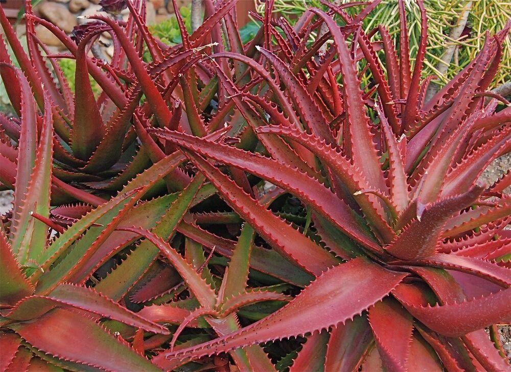 ALOE CAMERONII - Red Aloe Vera