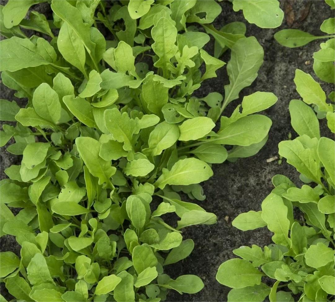 Organic Arugula Astro