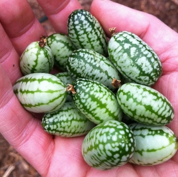 🍉Rare Thumb Watermelon Seed