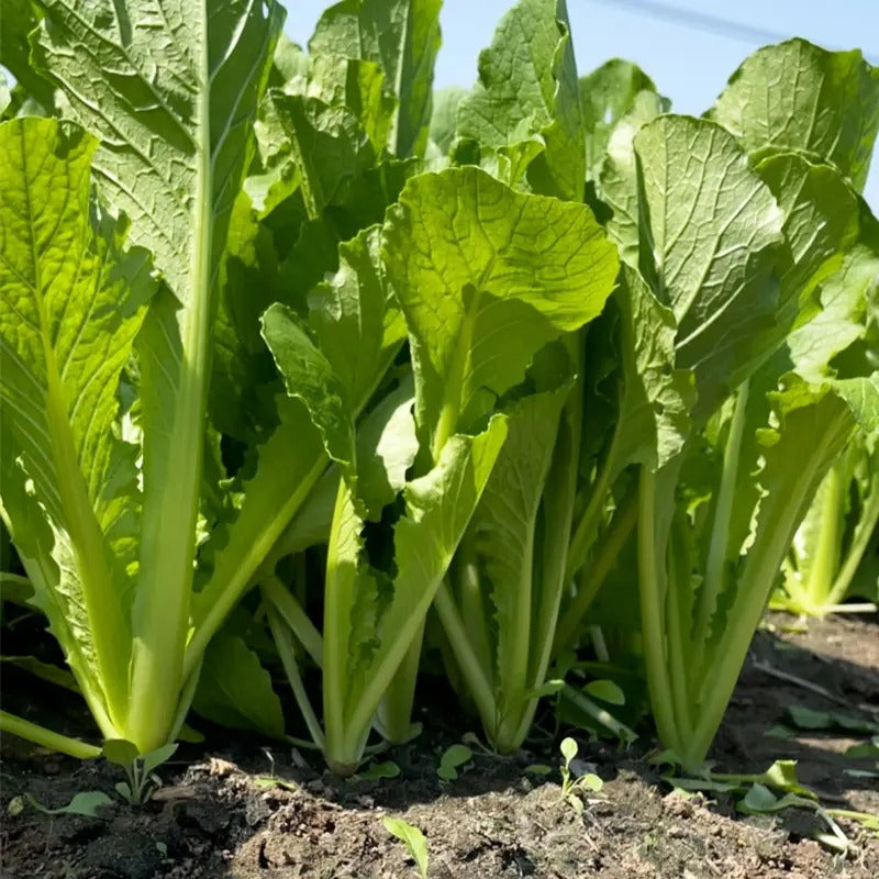 Michihili Chinese Cabbage