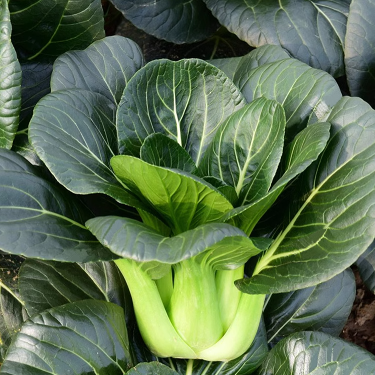 Black leaf Cabbage Seeds