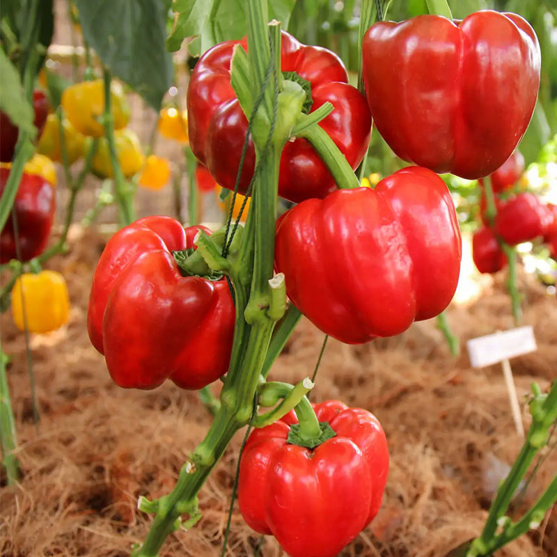 Rainbow Sweet Bell Pepper Seeds