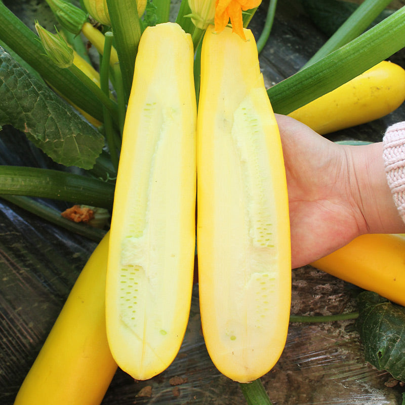 ✨Banana Zucchini - Golden Zucchini🌿Can be planted in all seasons