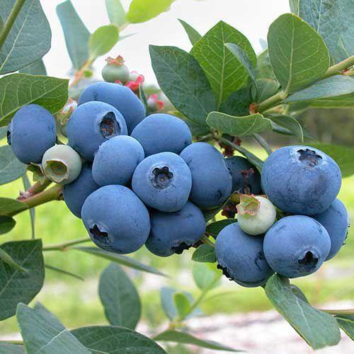 🫐King of Berries🫐 - 🔥Giant Blueberry Fruit Seeds🔥 - Four Seasons Plants