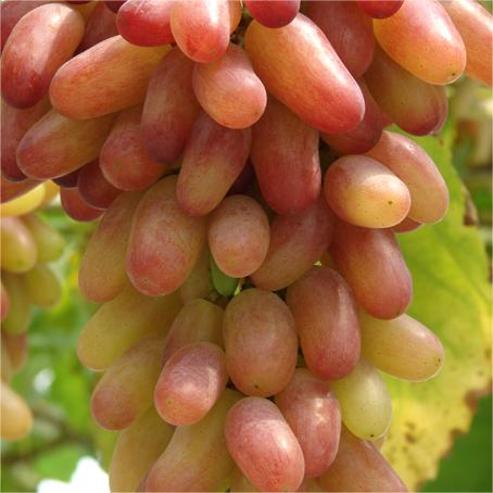 Last Day Sale - 60% OFF🍇Manicure Finger Grapes Seeds(98% Germination)