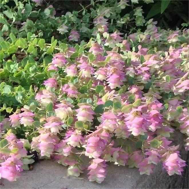 😍Last Day Sale - 60% OFF✨Ornamental Oregano Seeds - 2024 New Variety "Paper Folding Picture"