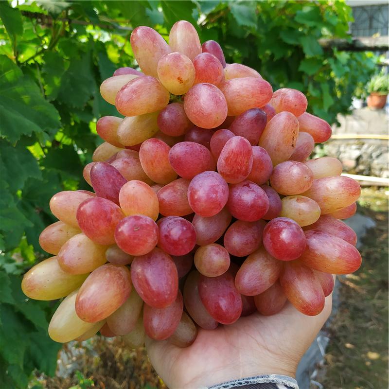 Last Day Sale - 60% OFF🍇Manicure Finger Grapes Seeds(98% Germination)