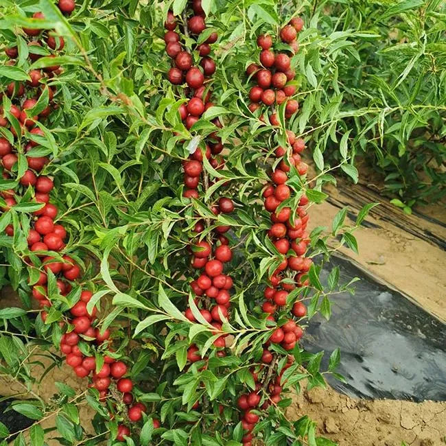 Ruby Calcium Berry Seeds🍒Prunus humilis